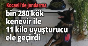Kocaeli'de jandarma bin 280 kök kenevir ile 11 kilo uyuşturucu ele geçirdi