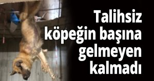 Talihsiz köpeğin başına gelmeyen kalmadı