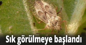 Büyükşehir, ilimizde sık görülen meşe dantel böceği hakkında vatandaşları bilgilendirdi