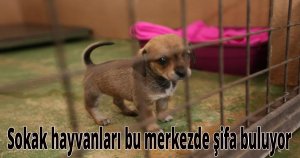  Sokak hayvanları bu merkezde şifa buluyor