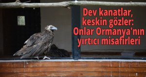 Dev kanatlar, keskin gözler: Onlar Ormanya'nın yırtıcı misafirleri