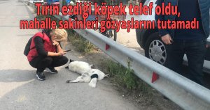 Tırın ezdiği köpek telef oldu, mahalle sakinleri gözyaşlarını tutamadı