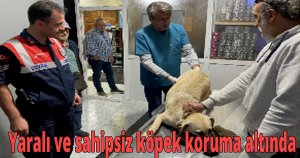  Yaralı  ve sahipsiz köpek koruma altında
