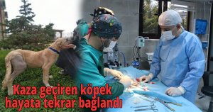 Kaza geçiren köpek hayata tekrar bağlandı