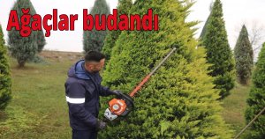 Suadiye Kavşağında ağaçlar budandı