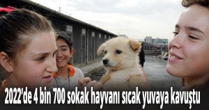 2022’de 4 bin 700 sokak hayvanı sıcak yuvaya kavuştu