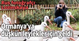Rusya’dan Ormanya’ya düşkün leylekler için geldi