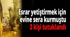 Esrar yetiştirmek için evine sera kurmuştu