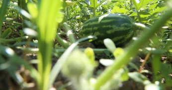 Çilek bahçesi tesisi ve karpuz tohumu