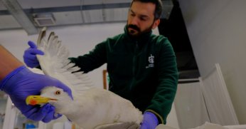 Yaralı martıya Büyükşehir şefkati