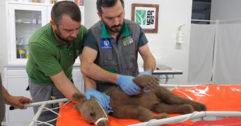 Yaralı boz ayı Ormanya’da yaşama tutundu