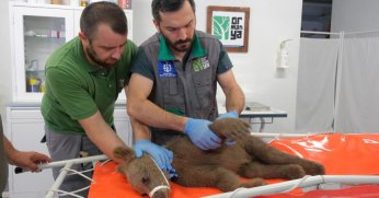 Yavru boz ayı Tuti doğaya salındı