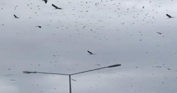 SEDAŞ’tan leyleklerin göç yolculuğunda güvenlik tedbiri