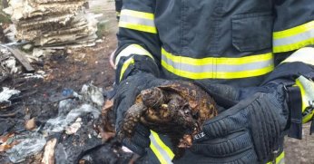 Yangından kurtarıldı suyla soğutuldu doğaya salındı