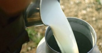 Toplanan inek sütü Eylül ayında arttı