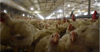 Tavuk eti üretimi azaldı