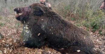 Yarım tonluk  yaban domuzu avlandı!