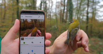 ORMANYA'DA İLK DEFA AKŞAMCI YARASA VE SÜRMELİ ÇALIKUŞU