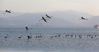 İzmit Körfezi’nde 351 flamingo kanat çırpıyor