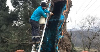 Büyükşehir’den 100 yıllık çınara tedavi