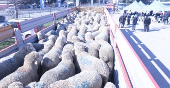 Büyükşehir’den üreticiye koç ve teke desteği