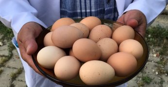 Büyükşehir’den % 50 hibeli yumurta tavuğu desteği