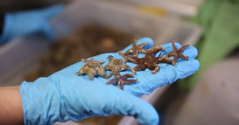 İzmit Körfezi’nde biyoçeşitlilik araştırması sürüyor