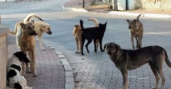 Vatandaşlarımızın Sokakta Güvenle Dolaşmasını Sağlayacak Her Türlü Tedbiri Alacağız