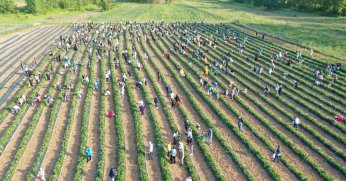 İzmit Belediyesi'nin çilekleri çalındı!