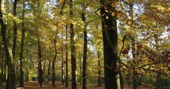 Kocaeli’de ormanlara giriş yasaklandı!