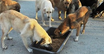 2 milyar dolarlık Petshop lobisi diş biliyor