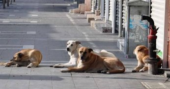Sokak hayvanları düzenlemesi yürürlüğe girdi