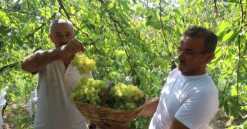 Lezzetiyle meşhur üzümlerin hasadına başlandı