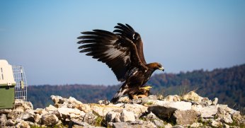 Ormanya'da Tedavi Edilen Kaya Kartalı, Doğal Yaşam Alanına Salındı