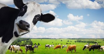  HAYVANCILIK YOK EDİLİYOR, RANTÇILIK DESTEKLENİYOR