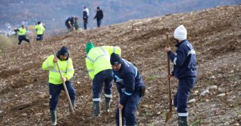 Kocaeli’de 4 bin ağaç toprakla buluşturuluyor
