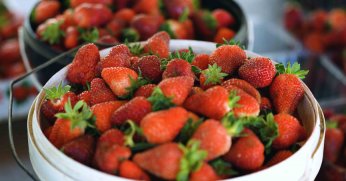 Çilekte kalitenin adresi Akçat Köyü