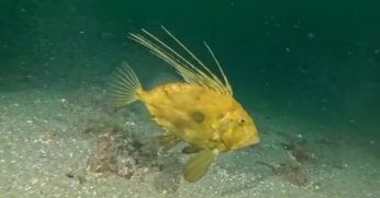 Çamur gidiyor, yeni canlılar geliyor