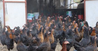 Büyükşehir, yüzde 50 hibeli 16 bin tavuk dağıttı