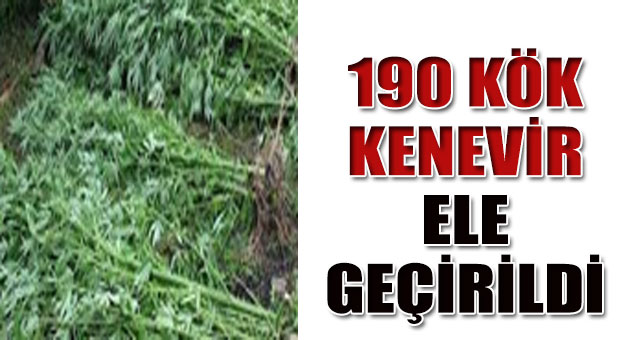 190 kök kenevir ele geçirildi