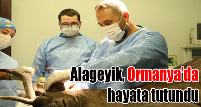 Ormanya, yaban hayvanlarına umut oluyor