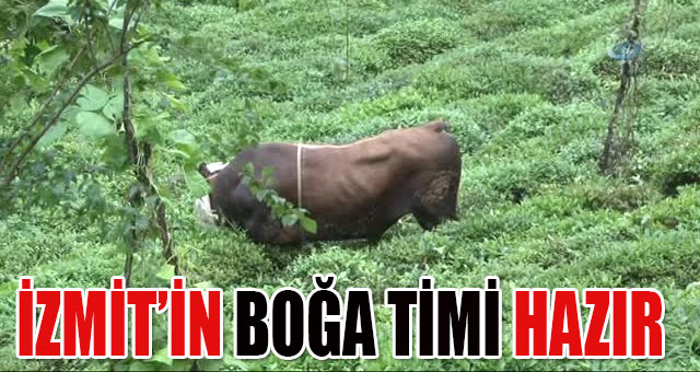 İZMİT’İN BOĞA TİMİ HAZIR