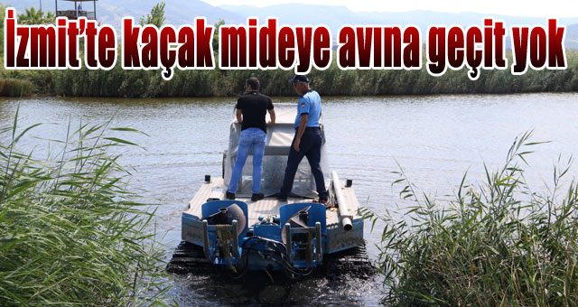 İzmit’te kaçak mideye avına geçit yok