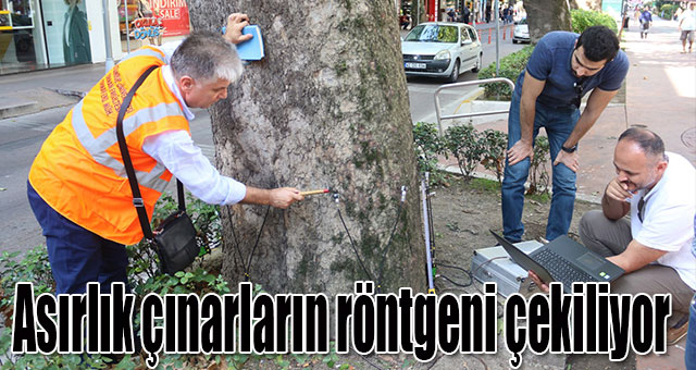 Asırlık çınarların röntgeni çekiliyor