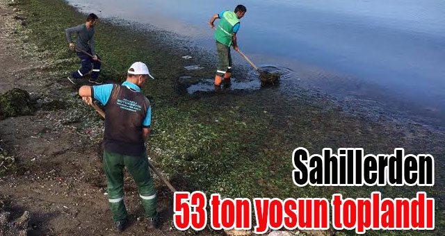 Sahillerden 53 ton yosun toplandı