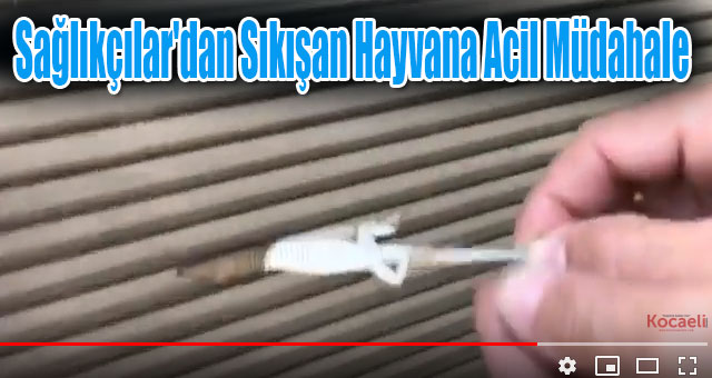 Sağlıkçılar'dan Sıkışan Hayvana Acil Müdahale