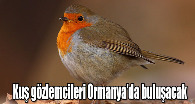 Kuş gözlemcileri Ormanya’da buluşacak