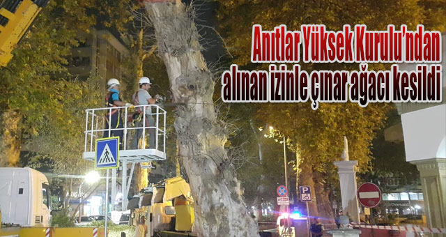 Devrilme riski yüksek çınar ağacı kesildi