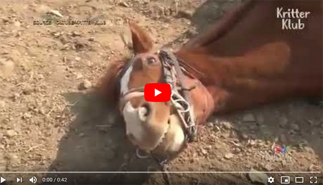 Ölü taklidi yapan at