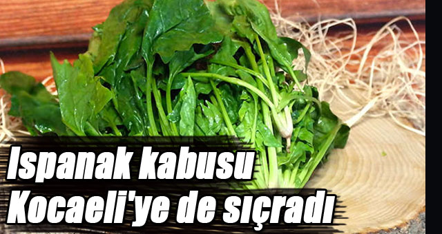 Ispanak kabusu Kocaeli'ye de sıçradı
